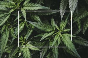 Marijuana Plant with Bud and Leaves