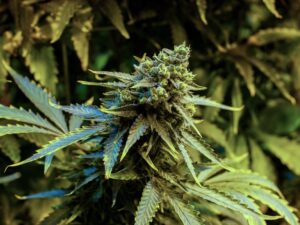 Cannabis plants vegetating week 6