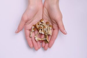 Dried psilocybin mushrooms on the palm of a person’s hands