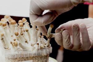 Gloved hands harvesting shrooms growing on a plastic container